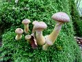 Armillaria gallica-amf253-1